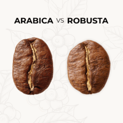 A side-by-side visual comparison of Arabica and Robusta coffee beans. On the left, an oval-shaped Arabica bean with a curved center crease; on the right, a rounder, smaller Robusta bean with a straight center crease. Text overlays highlight differences in flavor, caffeine content, and growing altitude