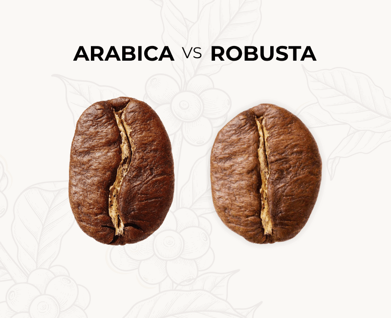 A side-by-side visual comparison of Arabica and Robusta coffee beans. On the left, an oval-shaped Arabica bean with a curved center crease; on the right, a rounder, smaller Robusta bean with a straight center crease. Text overlays highlight differences in flavor, caffeine content, and growing altitude