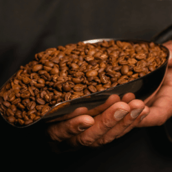 Close-up of roasted coffee beans in a scoop, illustrating the uniform appearance of a Zenoffé single origin or the complexity of a curated blend.