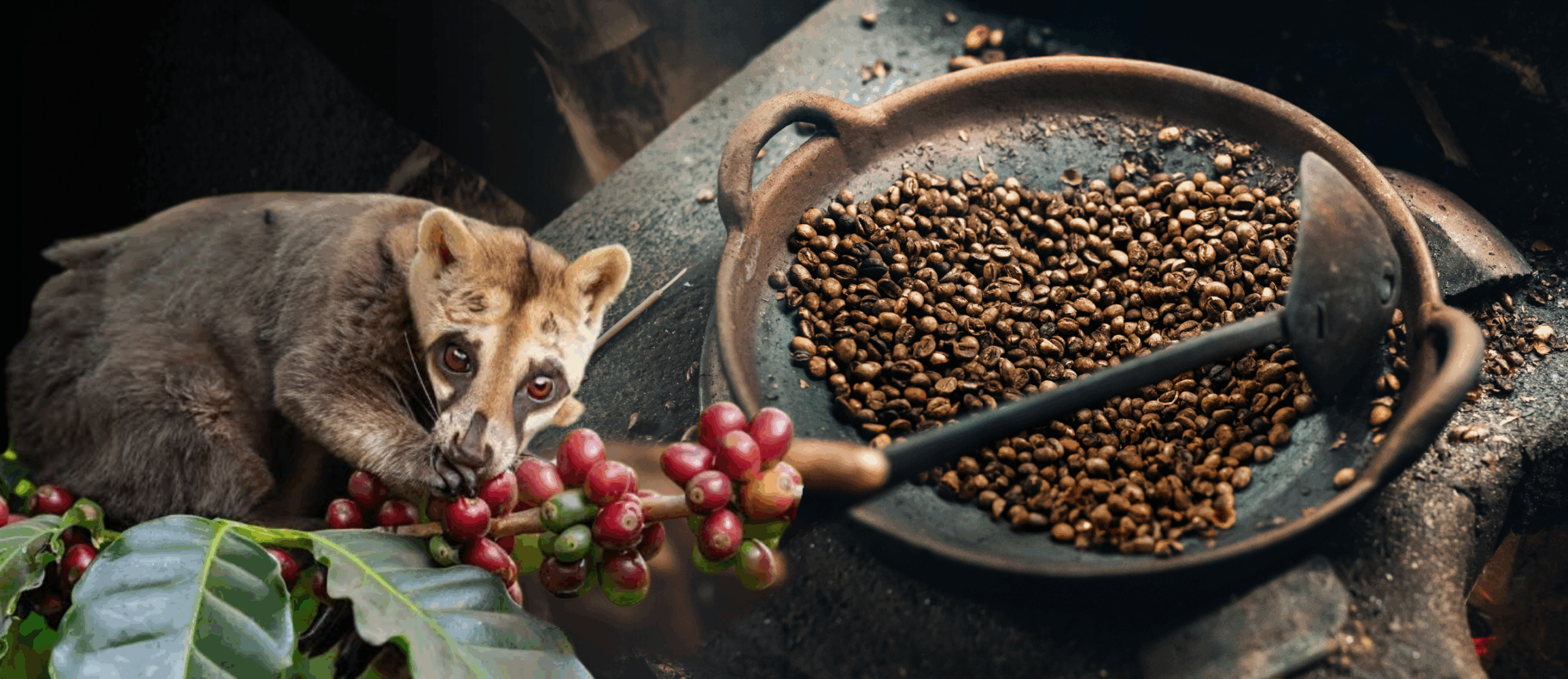 Kopi Luwak Coffee