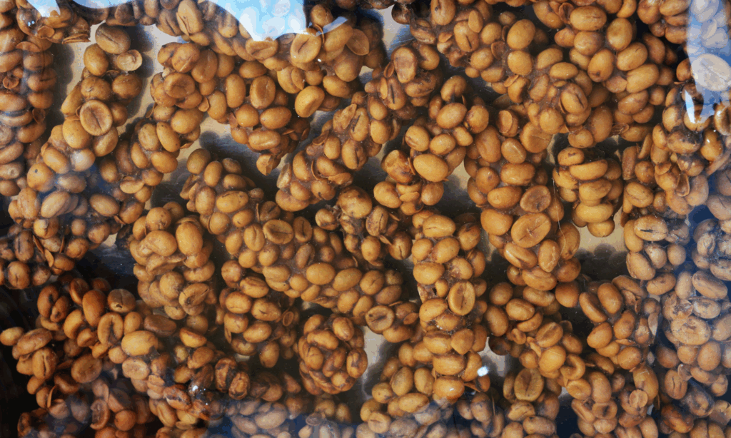 Kopi Luwak Coffee Beans