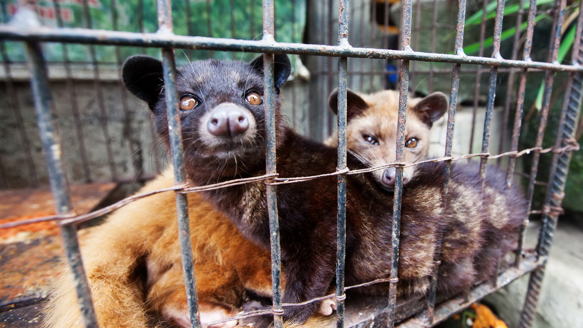 Luwaks in the cage